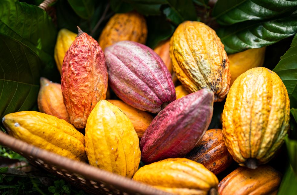 認識屏東可可 Pingtung Cacao